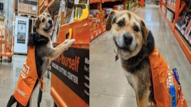 Photo of Home Depot Has Officially Hired Its Cutest Employee Ever