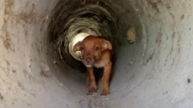 Photo of Abandoned Puppy Hides in Drain Pipe to Escape the Heat
