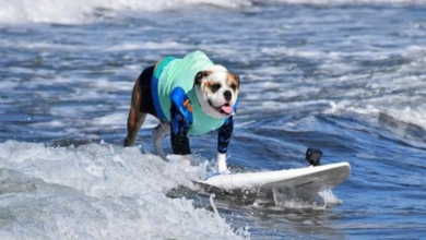 Photo of ‘Extra Small’ Pup Out Rides the Big Dogs at Annual Surfing Dog Contest in California