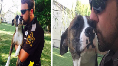 Photo of Dog Abandoned In Park Gets Adopted By The Cop Who Rescued Her