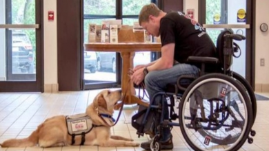 Photo of Truly Man’s Best Friend: The Numerous Benefits of Service Dogs