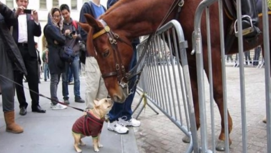 Photo of Tiny French Bulldog Can’t Contain Excitement When Meeting Police Horse