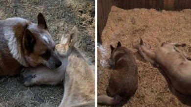Photo of Newborn foal becomes orphan, but caring dog won’t let him sleep alone