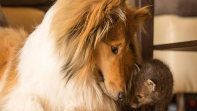 Photo of Kind dog Ziva adopted a three weeks old baby fox who lost its mom in a car accident