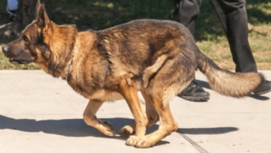 Photo of Kaiser The Police Dog Returns For Duty After Recovery From Knife Attack