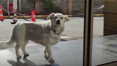 Photo of Dog Sneaks Out Of House And Waits Outside Hospital For Days Until Her Owner Gets Better