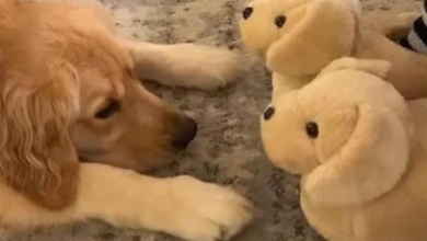 Photo of Charming moment golden retriever mistakes owner’s new slippers for puppies