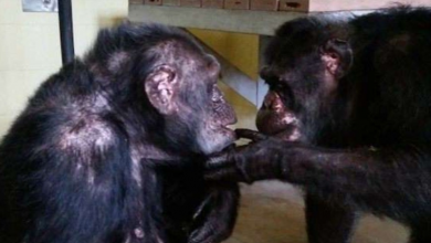 Photo of Depressed Chimp Rescued From Roadside Zoo In Georgia Meets Other Chimp For First Time In Years