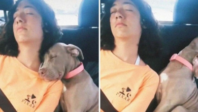 Photo of Pittie Puppy Sneaks The Cutest Nap With His Sister After Long Day At The Beach