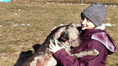 Photo of Hairless Dog Recovers And Gets Adopted After Showing Up On Man’s Doorstep
