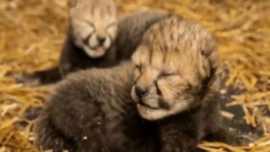 Photo of 2 Cheetah Cubs Were Born To A Surrogate Mother Via First IVF Treatment To Prevent Extinction