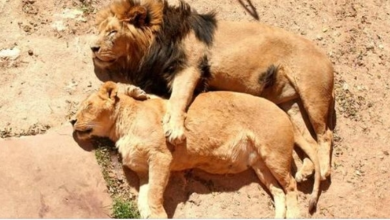 Photo of Photographer Captures Adorable Lion Couple Cuddling + Gallery Of Cute Animals Sleeping
