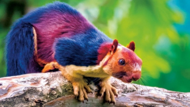 Photo of The Indian Giant Squirrel is Almost Too Beautiful to be Real
