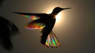 Photo of Photographer Captures Moment Hummingbird’s Wings Turn Into Rainbows