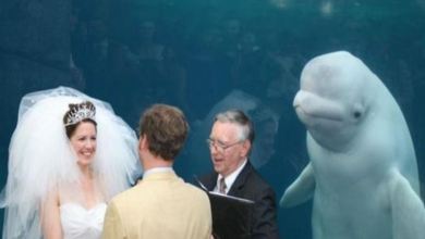 Photo of Beluga Whale Attends A Wedding, What A Great Moment Was Captured On Camera