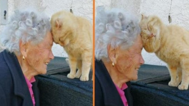 Photo of Elderly Woman Reunites With Her Beloved Kitty Who’s Been Mis.sing For Four Years