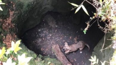 Photo of Hiker Rescues ‘Happiest’ Dog That Was Trapped In A Cave For Three Weeks