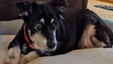 Photo of Obese Senior Dog Dumped on Michigan Highway Is Now Happy, Healthy, and in a Loving Home