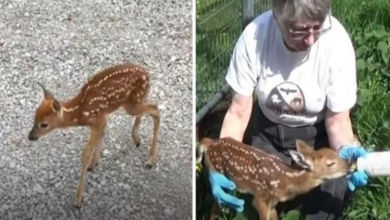 Photo of A Teeny-Tiny Newborn Deer Begs Humans To Save Her