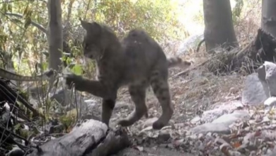 Photo of Dramatic Ba.ttle Between Bobcat and Rat.tlesn.ake Caught On Trail Camera