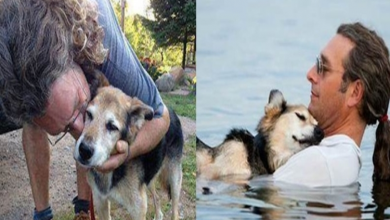 Photo of A 20yo Dog Whose Life is Shortening is Taken Swimming in the Lake by His Owner Until the Dog Falls Asleep in His Arms