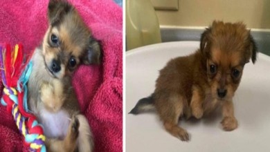 Photo of Breeder Discarded Puppy Born Without Front Legs But Now She’s Thriving