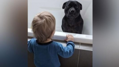 Photo of Every night, dog secretly goes next door to neighbor’s for a bath