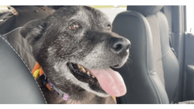 Photo of Senior Dog Found In Public Bathroom With Note From St.ruggli.ng Family