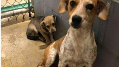 Photo of Dog and her puppy saved from shelter