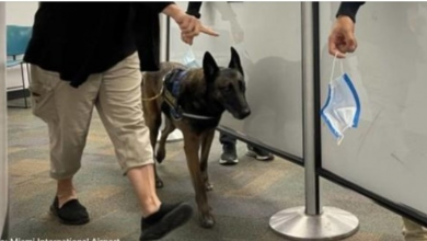 Photo of Detection Dogs Are Using Their Noses To Sniff Out Covid-19 at Miami Airport