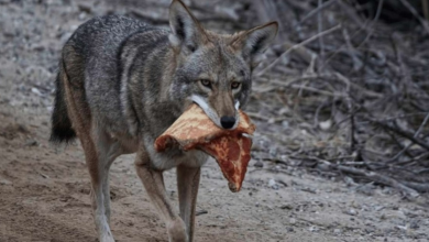 Photo of Coyote With A Pizza In Her Mouth Spotted By California Photographer