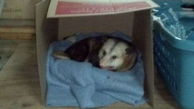 Photo of Woman gives elderly possum a place to stay in her garage