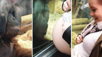 Photo of Orangutan Becomes Emotional When He Learns That A Woman Is Pregnant