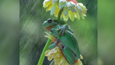 Photo of Wildlife Photographer Captures Magical Moment Two Frogs Share A Hug In The Rain