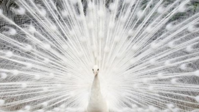 Photo of Meet The Stunning White Peacock – One Of The Most Beautiful Birds In The World