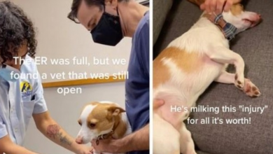 Photo of Dramatic Dog Really Milks His Tiny Cut For Attention