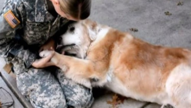 Photo of OId Dog Begins To ‘Cry’ When She Is Reunited With Her Best Friend Returning From The Army