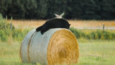 Photo of Bird on a bear photograph a stroke of luck for local mechanic