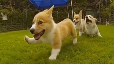 Photo of Corgi Puppies Running In Slow-Mo Will Make Your Day