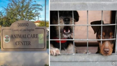 Photo of L.A. County Shelters Try Desperate Measures To Keep Pets At Home