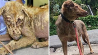 Photo of This Dog Was Found Almost Hairless, Listless And Not Moving, Now He Is Healthy Again