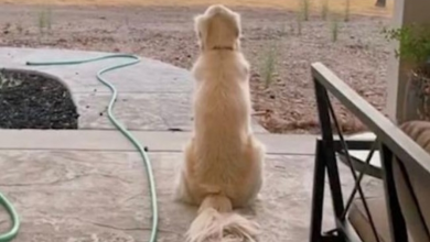 Photo of Golden Retriever Sits In Same Spot Every Evening To Watch The Sunset