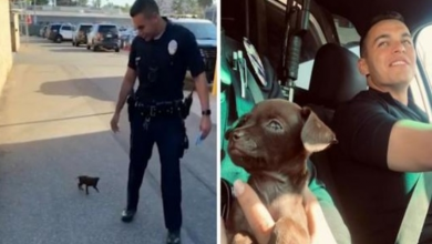 Photo of After Two Officers Saved Him While Patrolling, A Little Puppy Joins The K-9 Unit