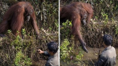 Photo of Touching And Fascinating Photos Of Orangutan Reaching Out To Help Man In River Have Left People In Awe Of Kindness In Animals