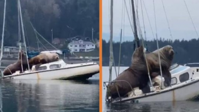 Photo of A Pair Of Enormous Sea Lions Borrow Someone’s Boat, Then Sink It