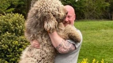 Photo of Six-foot tall dog still thinks he’s a puppy and won’t stop sitting on owner’s lap