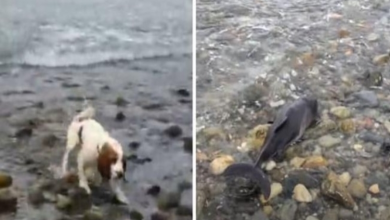 Photo of Barking dog leads owner to stranded baby dolphin