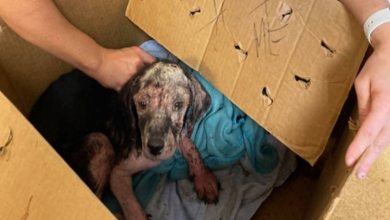 Photo of Emaciated Puppy Found Outside Shelter In Box That Says “Help Me”