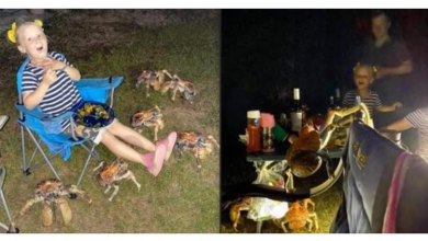 Photo of Robber Crabs Crash Campers’ BBQ To Steal Their Food