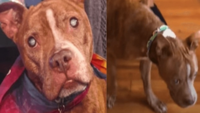 Photo of Bli.nd Pit Bull Gets Her Vision Back And Sees Her Foster Parents For The Very First Time